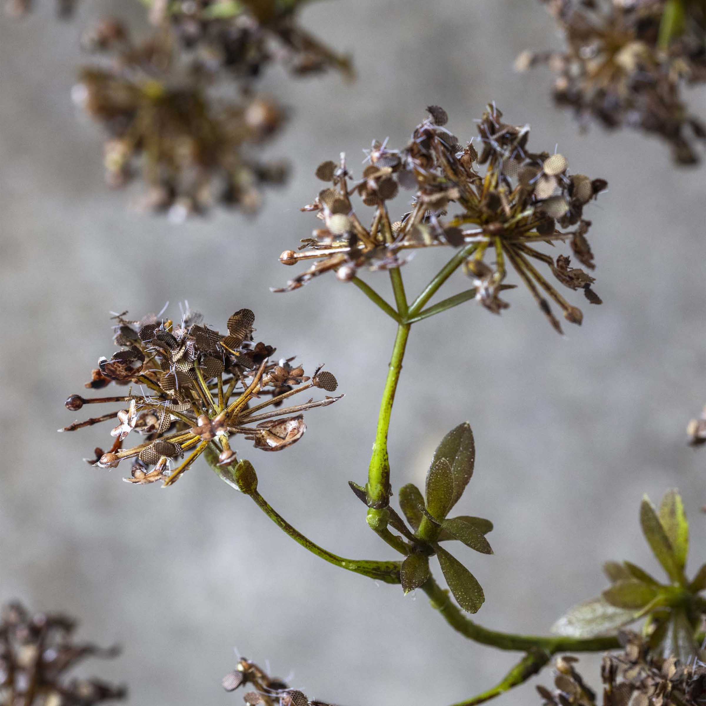 Artificial Hogweed Stem - Image 3