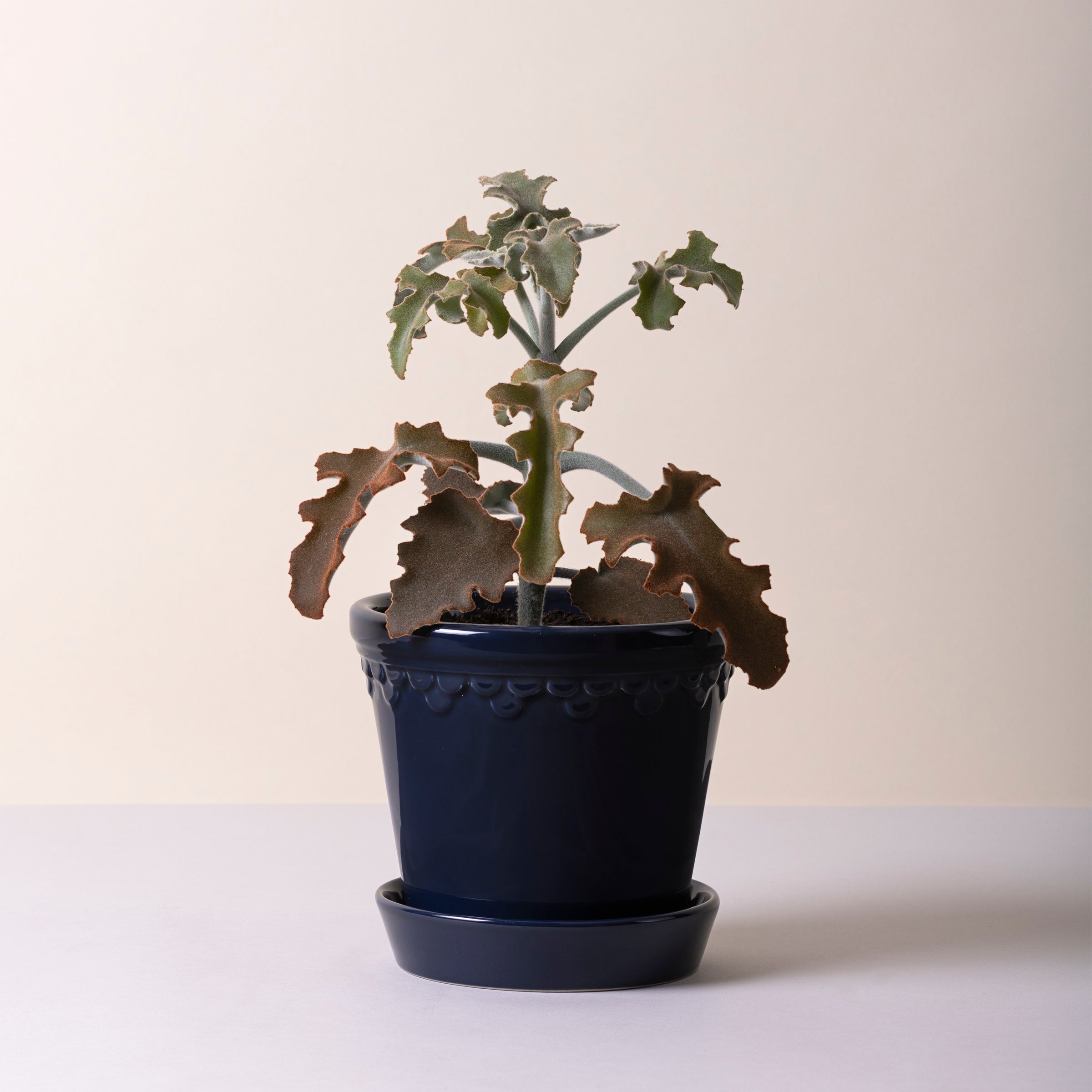 Kobenhavner Glazed Sapphire Blue 16cm Pot with Saucer - Image 2